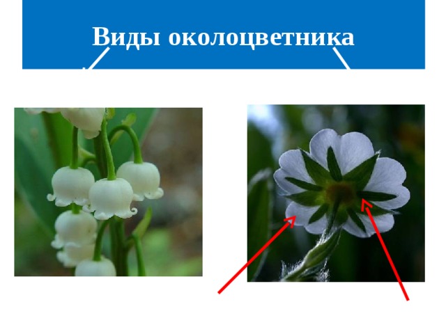 Виды околоцветника простой двойной Все листочки одинаковые венчик чашечка 