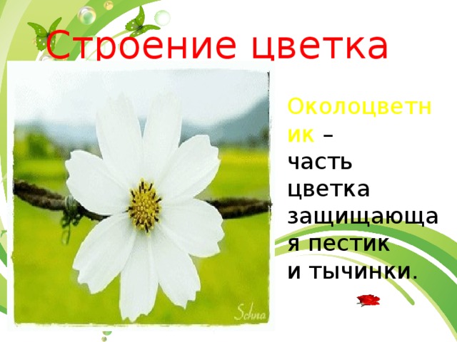 Строение цветка Околоцветник – часть цветка защищающая пестик и тычинки. 