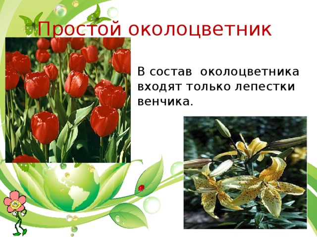 Простой околоцветник В состав околоцветника входят только лепестки венчика. 
