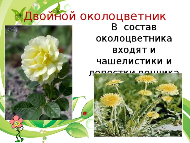 Двойной околоцветник В состав околоцветника входят и чашелистики и лепестки венчика 
