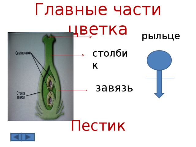 Стенки завязи пестика у яблока