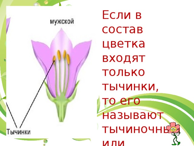 Цветок содержит. Цветок, содержащий только тычинки называют. Если у цветка есть только тычинки его называют. Цветки, в которых есть только тычинки, называются. Цветок имеющий только тычинки называют.