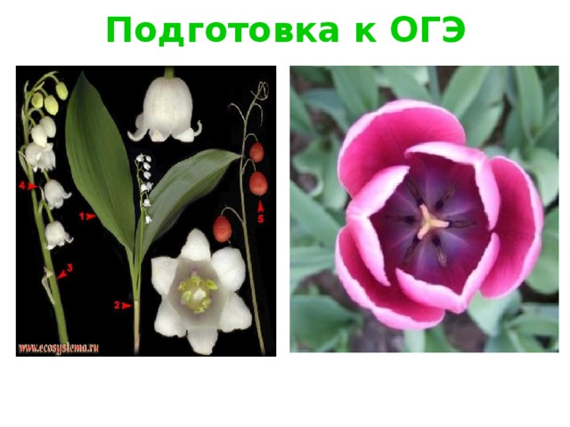 Подготовка к ОГЭ 