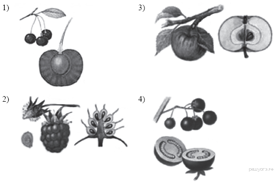 Укажите рисунок на котором изображен плод костянка