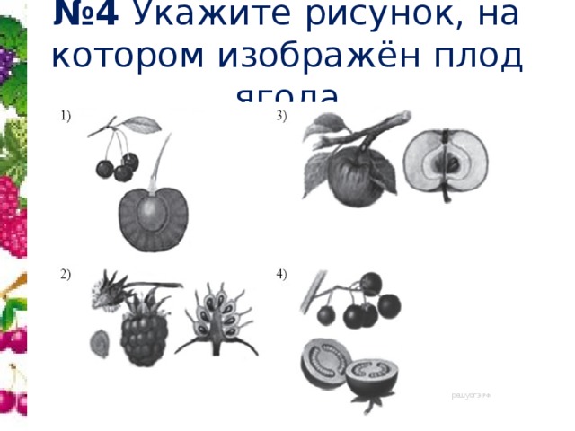 Какие типы плодов изображены на рисунке. Плоды растений. Плоды растений задания. Строение плода ягода. Типы плодов рисунок.