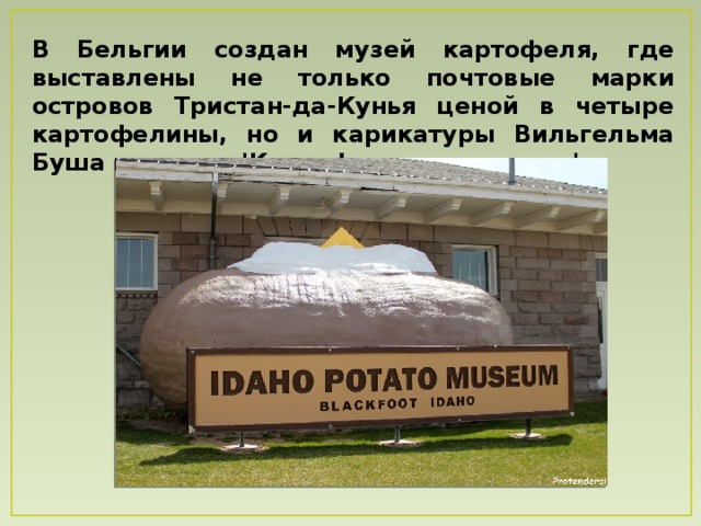 В Бельгии создан музей картофеля, где выставлены не только почтовые марки островов Тристан-да-Кунья ценой в четыре картофелины, но и карикатуры Вильгельма Буша из цикла 'Картофельная идиллия' 