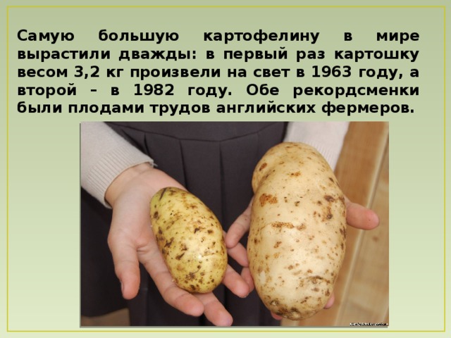 Самую большую картофелину в мире вырастили дважды: в первый раз картошку весом 3,2 кг произвели на свет в 1963 году, а второй – в 1982 году. Обе рекордсменки были плодами трудов английских фермеров. 