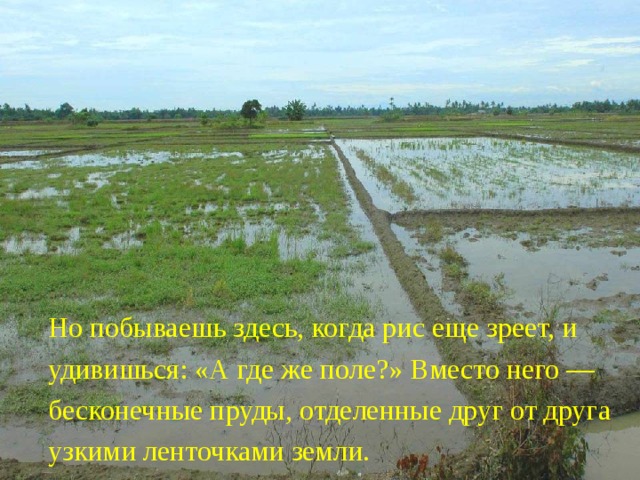  Но побываешь здесь, когда рис еще зреет, и удивишься: «А где же поле?» Вместо него — бесконечные пруды, отделенные друг от друга узкими ленточками земли. 