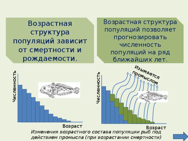 Структура популяций презентация 9 класс пасечник линия жизни