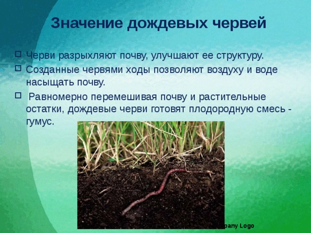 Роль червей в почвообразовании