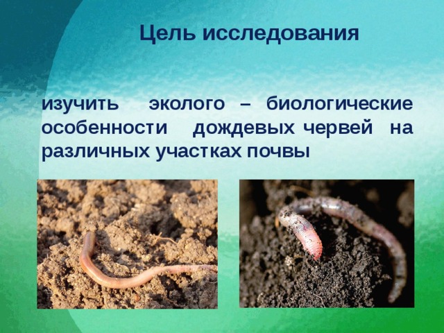 Цель исследования  изучить эколого – биологические особенности дождевых червей на различных участках почвы 