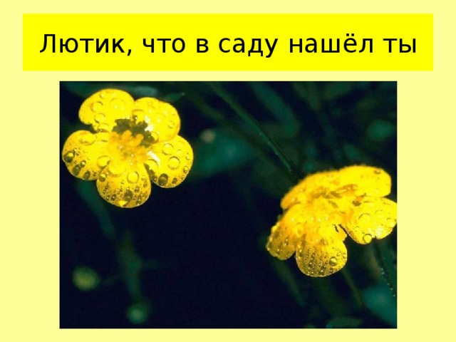 Лютик, что в саду наш ё л ты 