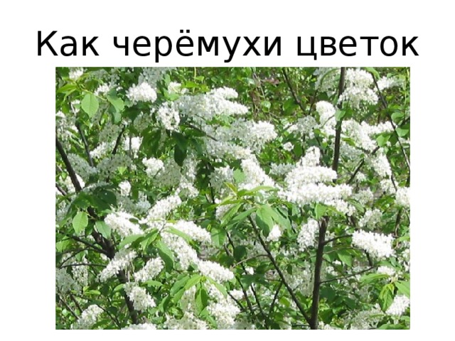Как чер ё мухи цветок 