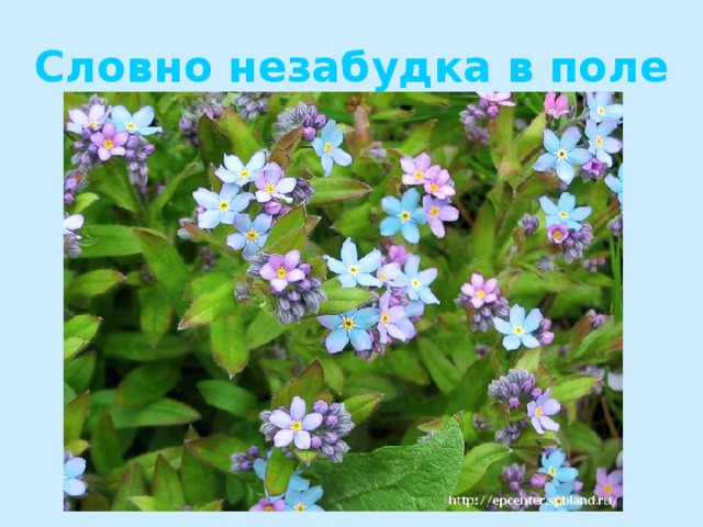 Словно незабудка в поле 