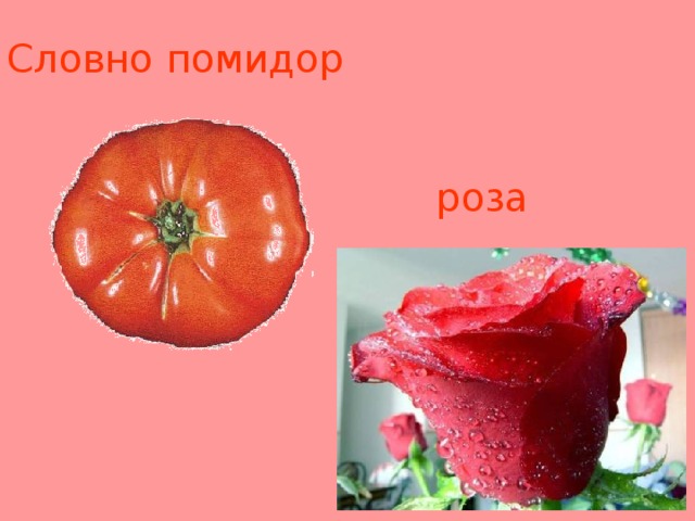Словно помидор     р оза 