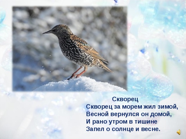  Скворец Скворец за морем жил зимой, Весной вернулся он домой, И рано утром в тишине Запел о солнце и весне. 