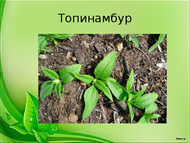 Топинамбур 