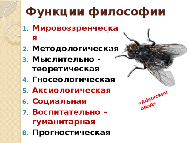 Функции философии «Афинский овод» Мировоззренческая Методологическая Мыслительно - теоретическая Гносеологическая Аксиологическая Социальная Воспитательно – гуманитарная Прогностическая 
