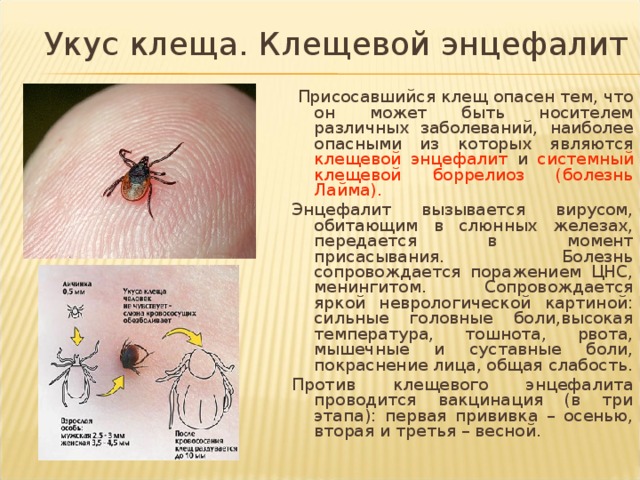 Вакцинация от клещевого энцефалита схема взрослым