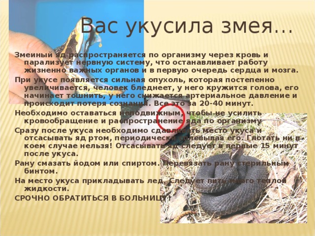 Вас укусила змея… Змеиный яд распространяется по организму через кровь и парализует нервную систему, что останавливает работу жизненно важных органов и в первую очередь сердца и мозга. При укусе появляется сильная опухоль, которая постепенно увеличивается, человек бледнеет, у него кружится голова, его начинает тошнить, у него снижается артериальное давление и происходит потеря сознания. Все это за 20-40 минут. Необходимо оставаться неподвижным, чтобы не усилить кровообращение и распространение яда по организму Сразу после укуса необходимо сдавливать место укуса и отсасывать яд ртом, периодически сплевывая его. Глотать ни в коем случае нельзя! Отсасывать яд следует в первые 15 минут после укуса. Рану смазать йодом или спиртом. Перевязать рану стерильным бинтом. На место укуса прикладывать лед. Следует пить много теплой жидкости. СРОЧНО ОБРАТИТЬСЯ В БОЛЬНИЦУ!  