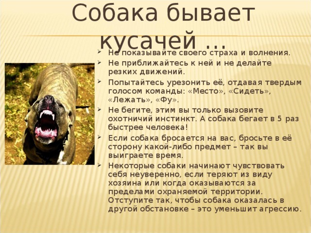 Собака бывает кусачей … Не показывайте своего страха и волнения. Не приближайтесь к ней и не делайте резких движений. Попытайтесь урезонить её, отдавая твердым голосом команды: «Место», «Сидеть», «Лежать», «Фу». Не бегите, этим вы только вызовите охотничий инстинкт. А собака бегает в 5 раз быстрее человека! Если собака бросается на вас, бросьте в её сторону какой-либо предмет – так вы выиграете время. Некоторые собаки начинают чувствовать себя неуверенно, если теряют из виду хозяина или когда оказываются за пределами охраняемой территории. Отступите так, чтобы собака оказалась в другой обстановке – это уменьшит агрессию. 