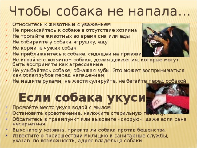 Чтобы собака не напала… Относитесь к животным с уважением Не прикасайтесь к собаке в отсутствие хозяина Не трогайте животных во время сна или еды Не отбирайте у собаки игрушку, еду Не кормите чужих собак Не приближайтесь к собаке, сидящей на привязи Не играйте с хозяином собаки, делая движения, которые могут быть восприняты как агрессивные Не улыбайтесь собаке, обнажая зубы. Это может восприниматься как оскал зубов перед нападением Не машите руками, не жестикулируйте, не бегайте перед собакой  Если собака укусила… Промойте место укуса водой с мылом. Остановите кровотечение, наложите стерильную повязку. Обратитесь в травмпункт или вызовите «скорую», даже если рана несерьезная. Выясните у хозяина, привита ли собака против бешенства. Известите о происшествии милицию и санитарные службы, указав, по возможности, адрес владельца собаки. 