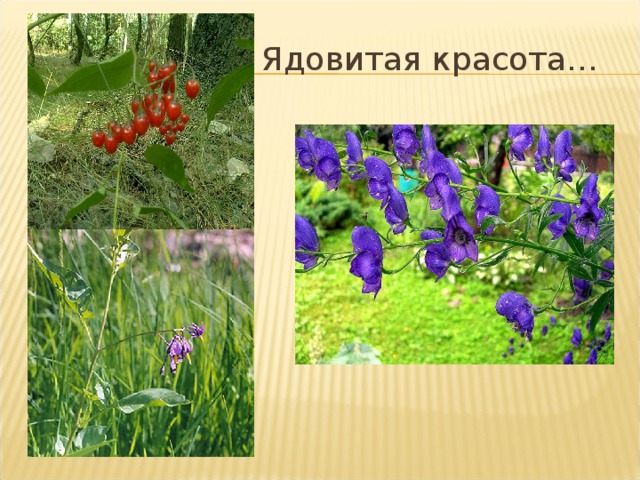 Ядовитая красота… 