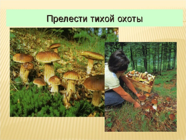 Прелести тихой охоты 