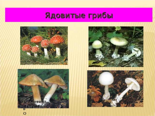 Ядовитые грибы Волоконница Патуйяра вОЛОКО 