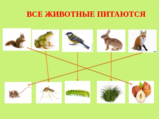 ВСЕ ЖИВОТНЫЕ ПИТАЮТСЯ 