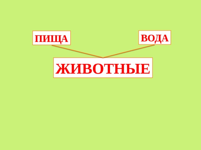 ВОДА ПИЩА ЖИВОТНЫЕ 