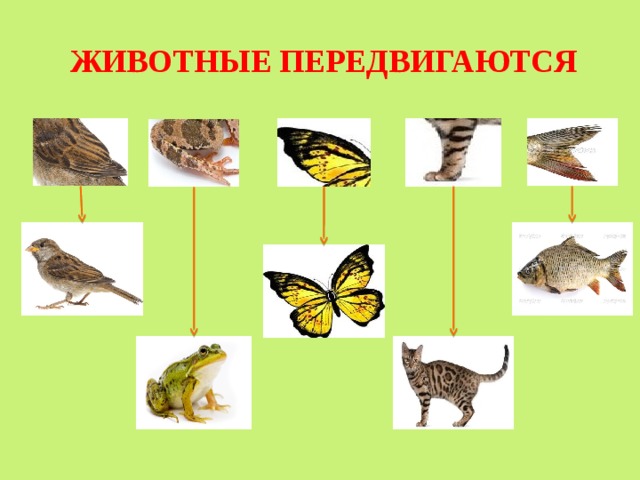 ЖИВОТНЫЕ ПЕРЕДВИГАЮТСЯ 