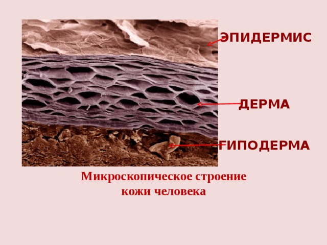 эпидермис Дерма  гипоДерма Микроскопическое строение кожи человека  