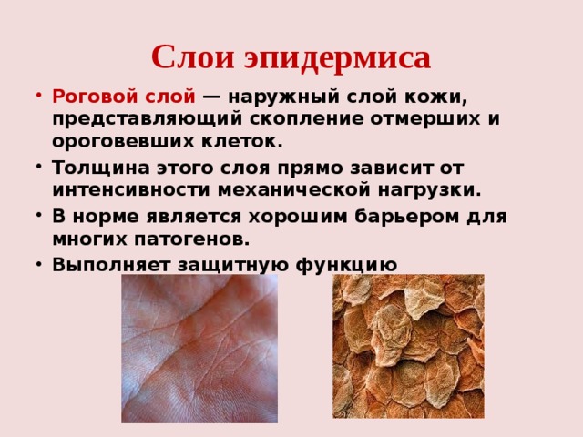 Какие функции выполняет образование кожи. Роговые образования кожи. Роговой слой. Роговой слой кожи. Толщина рогового слоя зависит от.