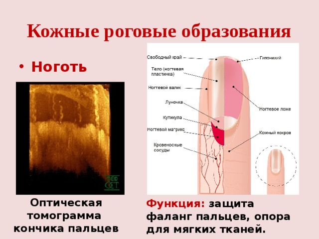 Кожные роговые образования Ноготь Оптическая томограмма кончика пальцев Функция: защита фаланг пальцев, опора для мягких тканей. 