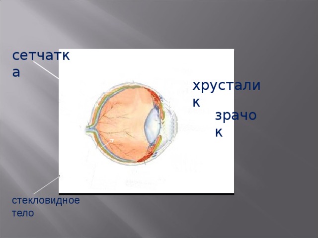 сетчатка хрусталик зрачок стекловидное тело 