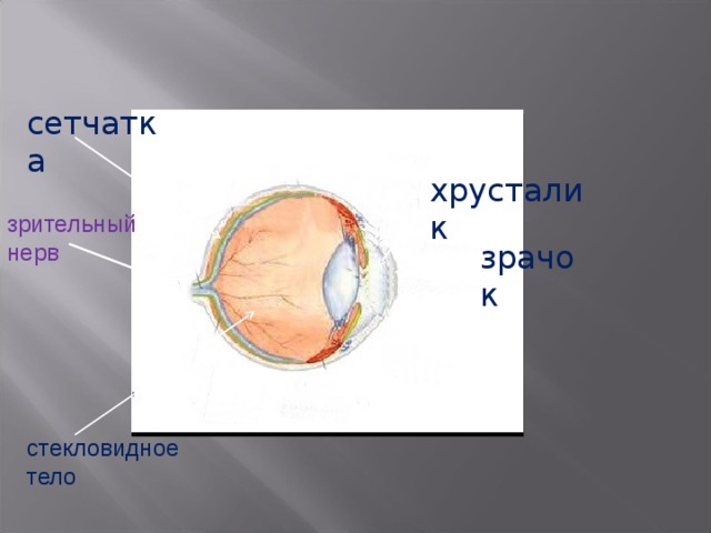 сетчатка хрусталик зрительный нерв зрачок стекловидное тело 