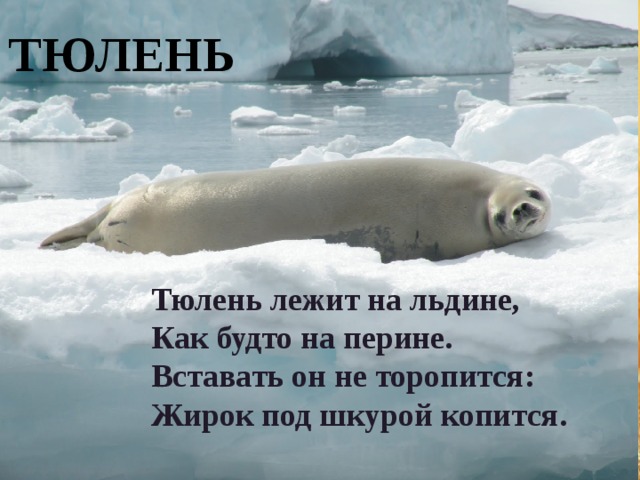 Тюлень Тюлень лежит на льдине,  Как будто на перине.  Вставать он не торопится:  Жирок под шкурой копится.