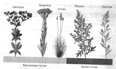 Сжатая рожь бурьян молочай все побуревшее от зноя рыжее и полумертвое теперь схема