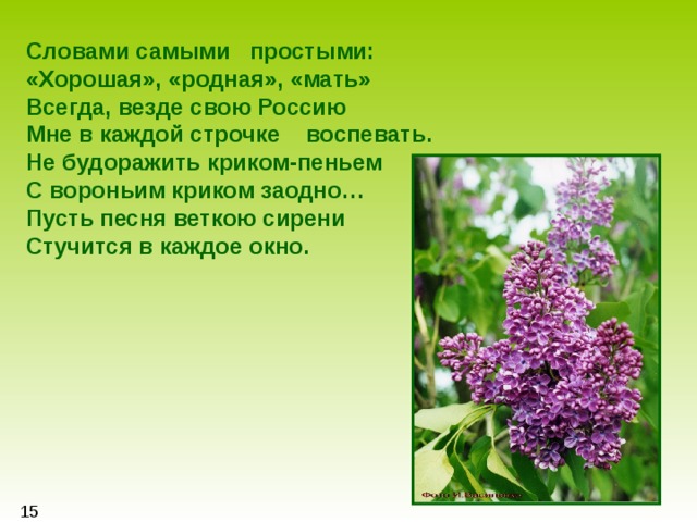 Сирень текс. Ветка сирени слова. Текст песни ветка сирени. Одинокая ветка ветка сирени текст. Веточка сирени текст.