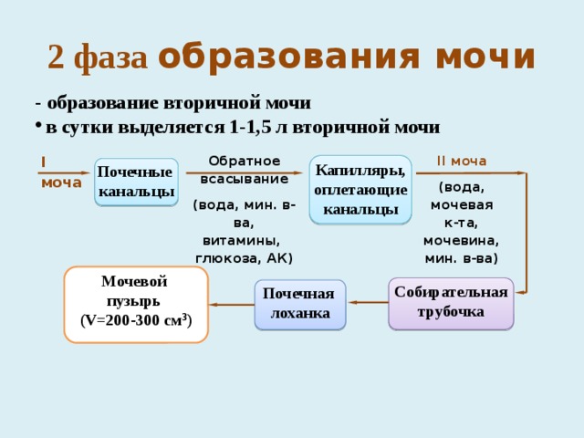 Схема вторичной мочи