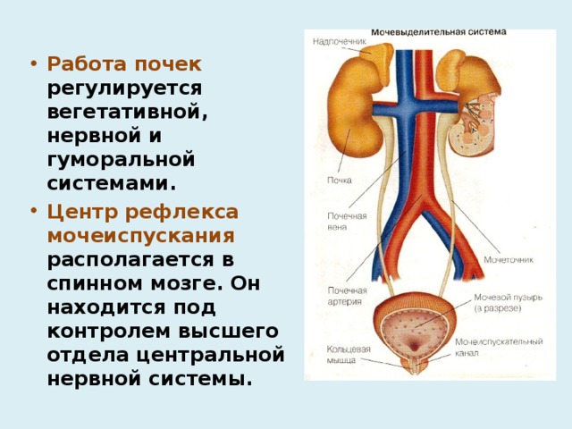 Основной орган мочевыделительной системы человека. Мочевыделительная система человека схема. Регуляция мочевыделительной системы схема. Мочевыделительная система человека почки. Мочевыделительная система человека почки анатомия.