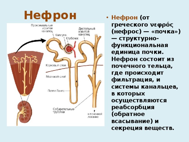 Нефрон  Нефрон (от греческого νεφρός (нефрос) — «почка») — структурно-функциональная единица почки. Нефрон состоит из почечного тельца, где происходит фильтрация, и системы канальцев, в которых осуществляются реабсорбция (обратное всасывание) и секреция веществ. 