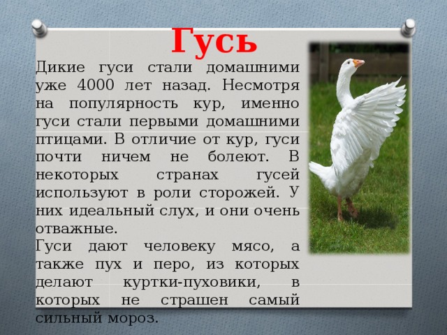 План текста белый гусь