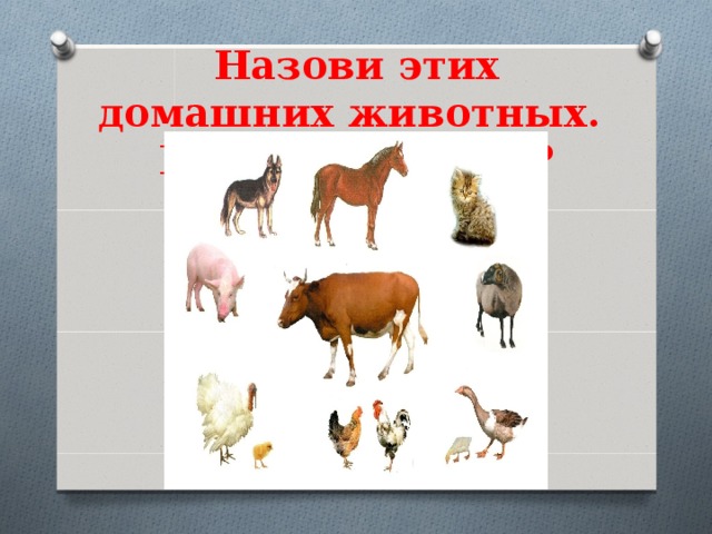 Мои любимые питомцы" 2020, Волоконовский район - дата и место проведения, програ