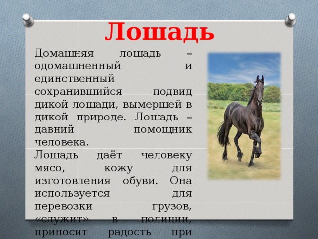 Что означает кони. Доклад про домашнее животное лошадь. Краткий рассказ о лошади.