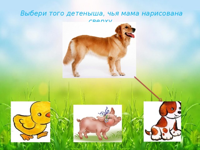 Выбери того детеныша, чья мама нарисована сверху. 