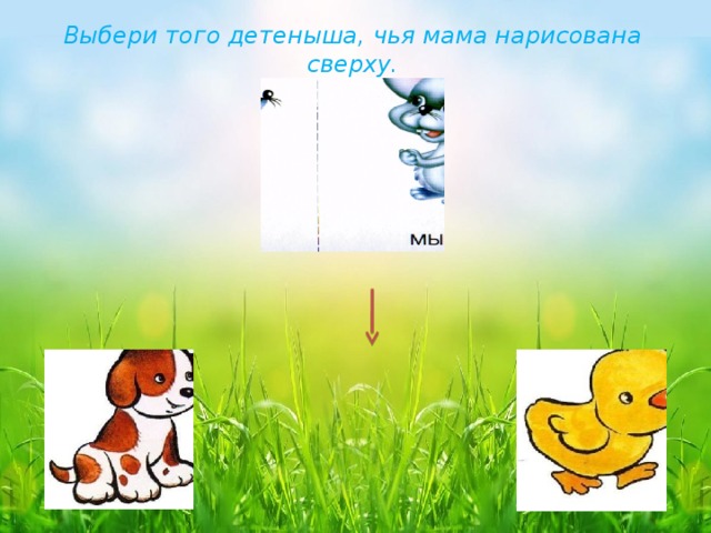 Выбери того детеныша, чья мама нарисована сверху. 