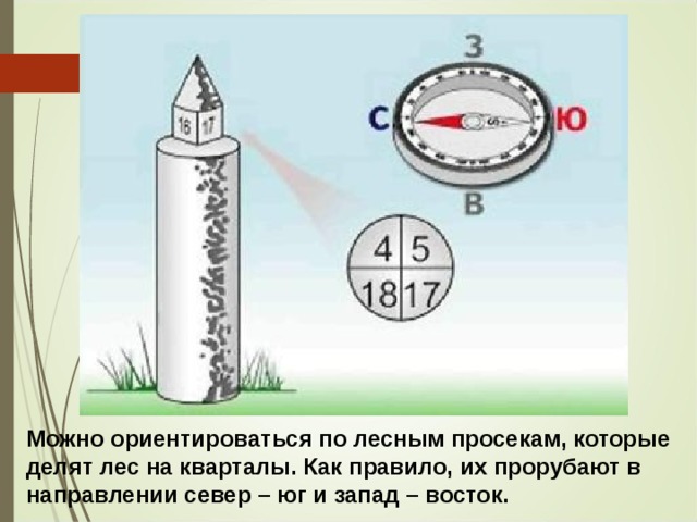 Можно ориентироваться по лесным просекам, которые делят лес на кварталы. Как правило, их прорубают в направлении север – юг и запад – восток. 