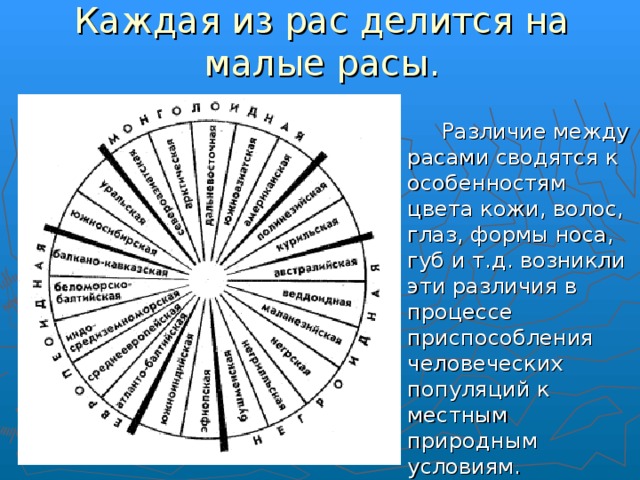 Каждая из рас делится на малые расы.    Различие между расами сводятся к особенностям цвета кожи, волос, глаз, формы носа, губ и т.д. возникли эти различия в процессе приспособления человеческих популяций к местным природным условиям. 